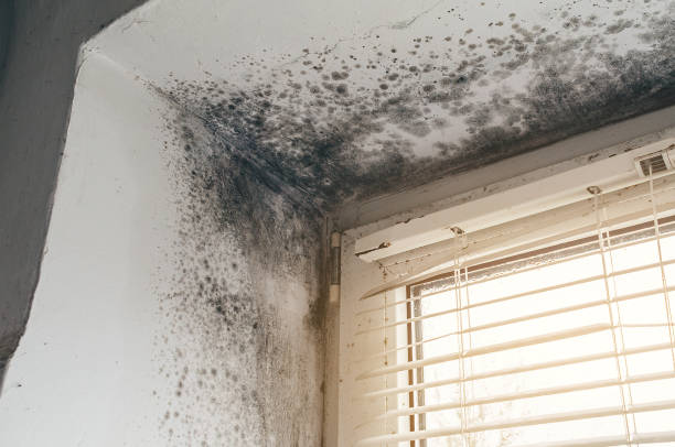 Affordable Mold Removal solutions in Woodville, VA